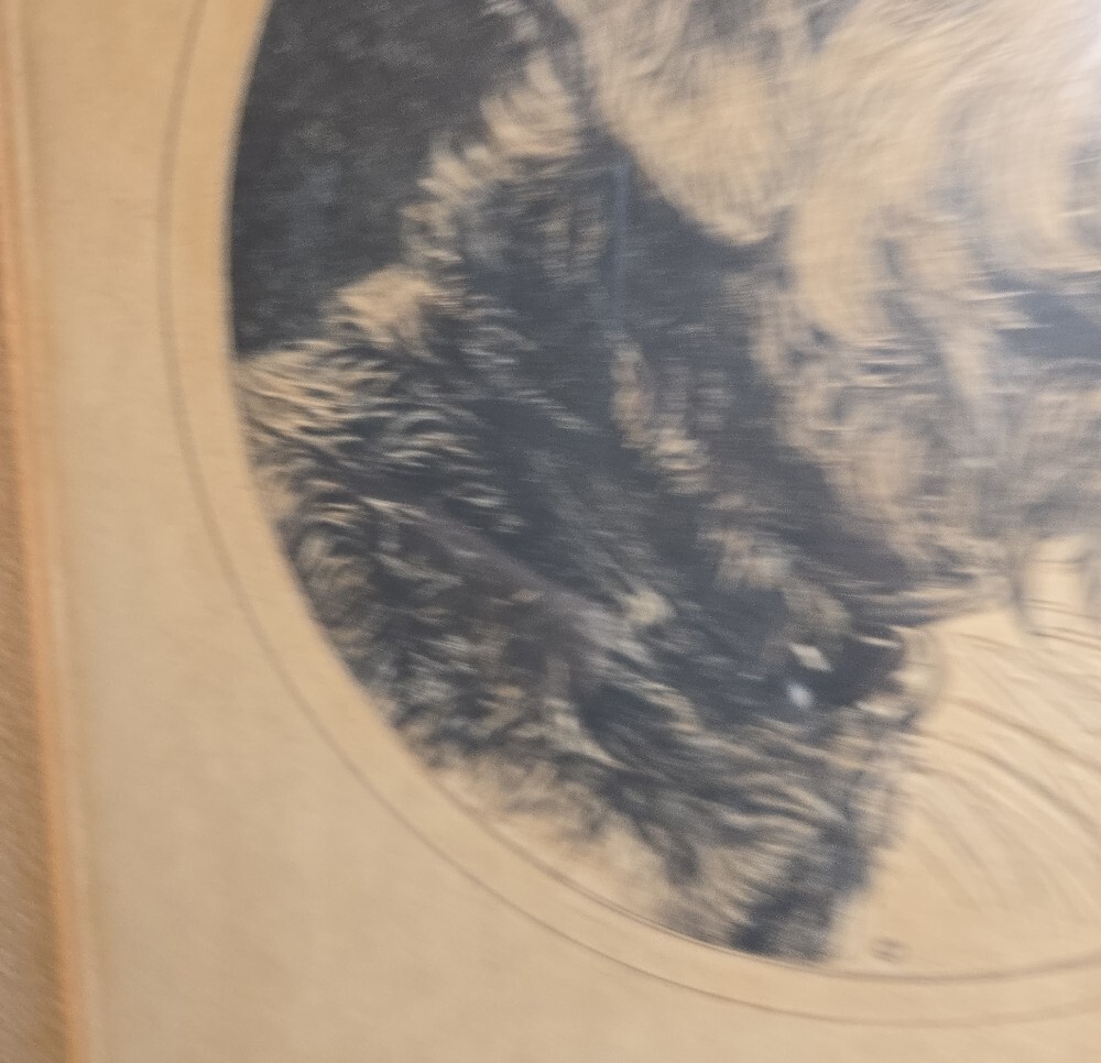 Charles J Sindelar (Sindelaer) Framed Airdale Dog Portrait Pencil Signed Print - Picture 6 of 7